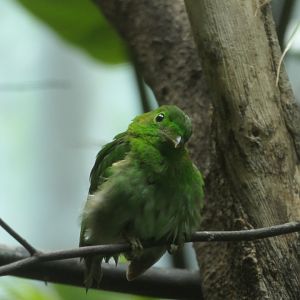 Lesser Green Broadbill - Calyptomena viridis - The Birdhouse