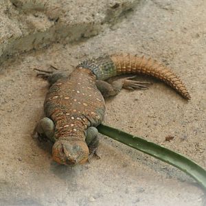 Spiny-tailed Agamid - Uromastyx ocellata - ARC