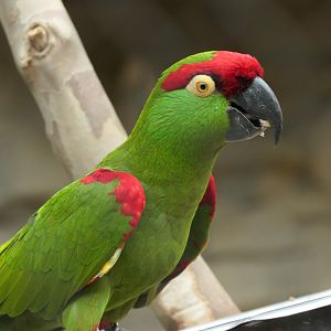 Thick-billed Parrot - Rhynchopsitta pachyrhyncha - ARC