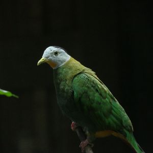 Black-naped Fruit Dove - Ptilinopus melanospilus - The Birdhouse