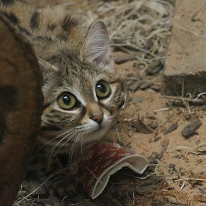 Black-footed Cat - Felis nigripes - Conservation Outpost