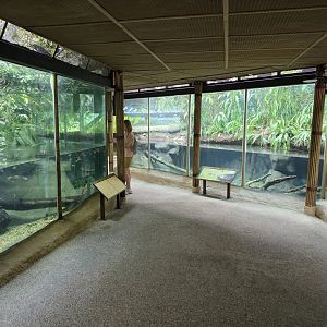 Pygmy Hippo Lower pool- Crocodiles