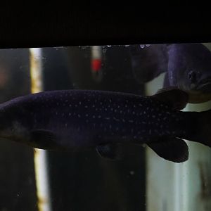 Giant Kōkopu (Galaxias argenteus)
