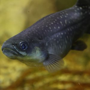 Giant Kōkopu (Galaxias argenteus)