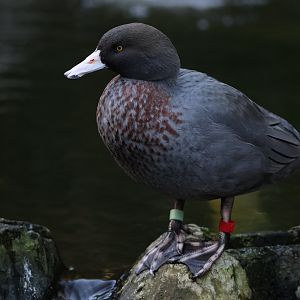 Blue Duck (Hymenolaimus malacorhynchos)