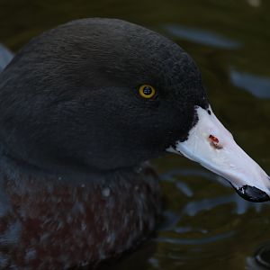 Blue Duck (Hymenolaimus malacorhynchos)