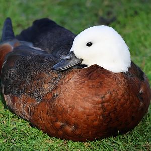 Paradise Shelduck (Tadorna variegata) female (wild)