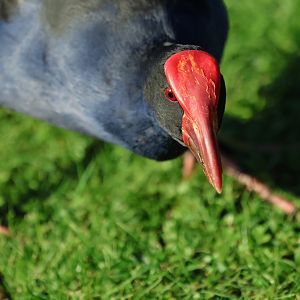 Pūkeko (Porphyrio melanotus melanotus) (wild)