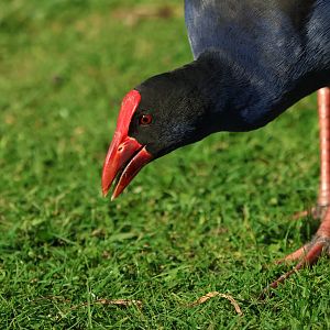 Pūkeko (Porphyrio melanotus melanotus) (wild)