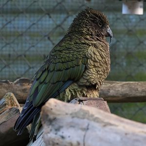 Kea (Nestor notabilis)
