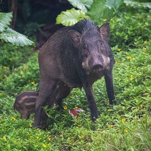 Wild Boar (Sus scrofa vittatus)