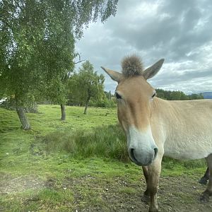Przewalski’s wild horse