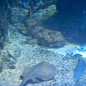 Spotted Wobbegong (Orectolobus maculatus)