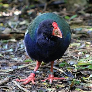 South Island Takahe