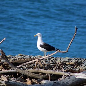 Kelp Gull