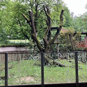 South American coati enclosure