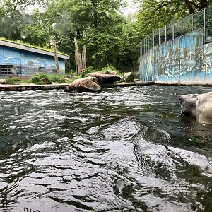Polar bear pool and exhibit