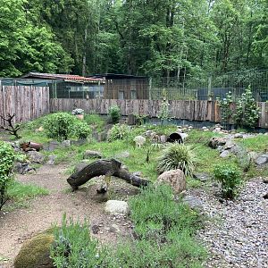Hermann’s tortoise enclosure