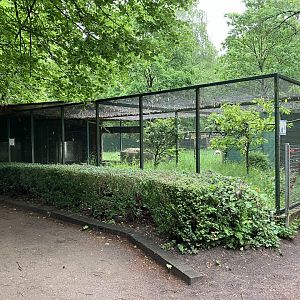 European turtle dove aviary