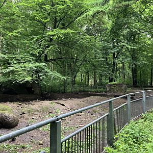 European wild boar exhibit