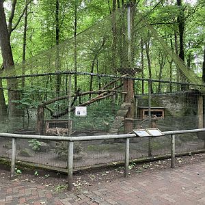 European wildcat cage