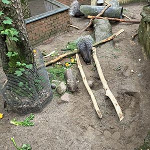 Indian crested porcupine exhibit