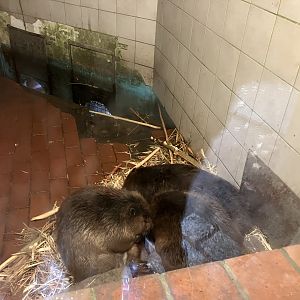 European beaver family