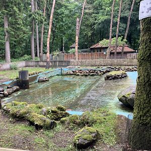 European beaver enclosure
