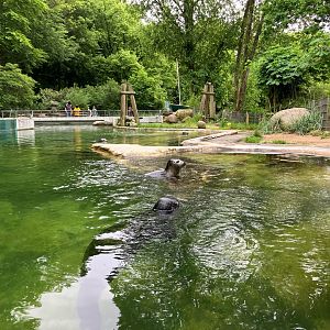 Harbour seal enclosure