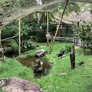 Walrdapp ibis aviary