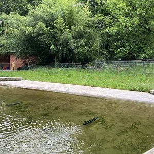 Humboldt’s penguin enclosure