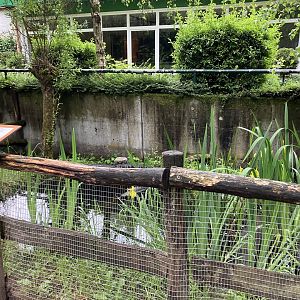 European pond turtle habitat