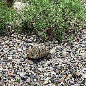 Hermann’s tortoise