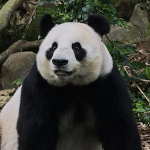 Giant Panda (Ailuropoda melanoleuca)