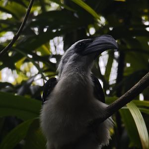 Von der Decken's Hornbill (Tockus deckeni)