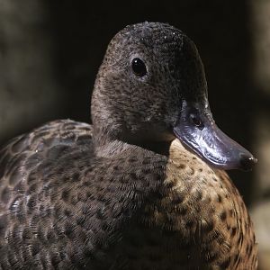 Blue-billed Teal (Spatula hottentota)