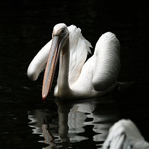 Great White Pelican (Pelecanus onocrotalus)