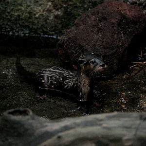 Asian Small-clawed Otter Pup (Aonyx cinereus)