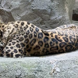 Amur Leopard - Minnesota Zoo, 5/26/2025