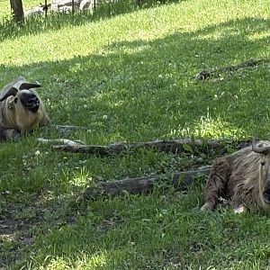 Takin - Minnesota Zoo, 5/26/2025