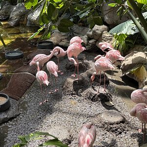 Lesser Flamingo - Minnesota Zoo, 5/26/2025