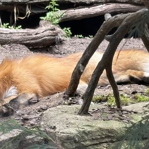 Red Fox - Minnesota Zoo, 5/26/2025