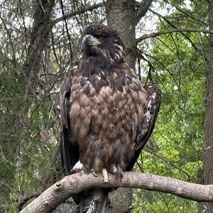 Juvenile Bald Eagle - Minnesota Zoo, 5/26/2025