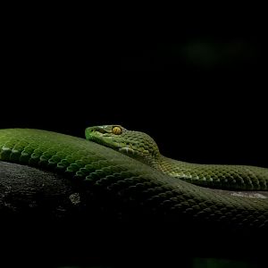 Large-eyed Pit Viper (Trimeresurus macrops)