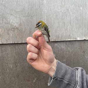 Common firecrest, Regulus ignicapilla
