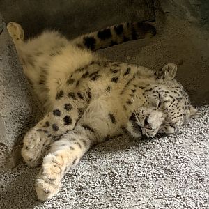Snow Leopard