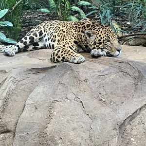 Napo the Jaguar