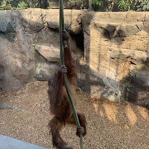Sumatran Orangutan