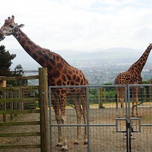 Giraffes 19 May 2025