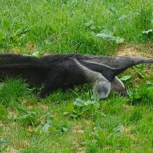 Giant Anteater 19 May 2025
